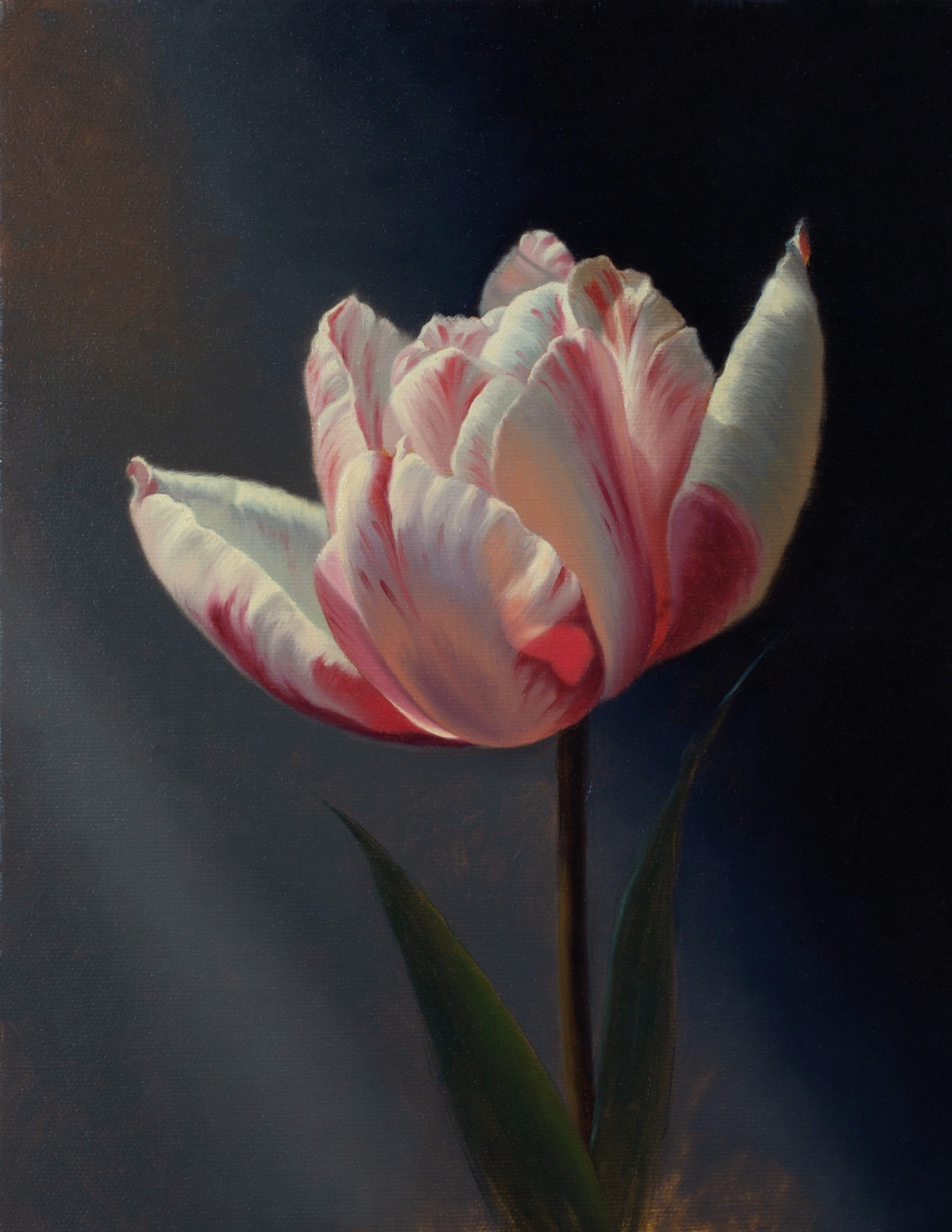 TULIP